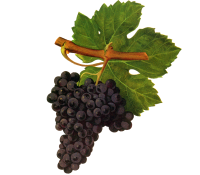 Cabernet franc