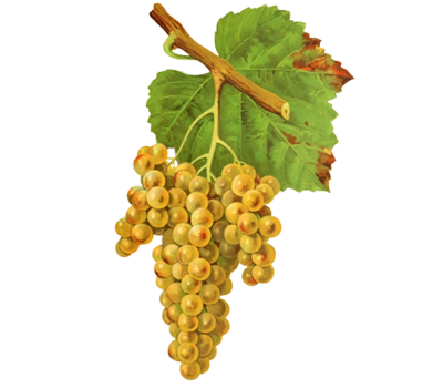 Petit maseng
