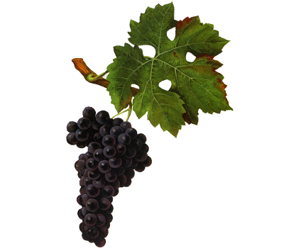 Cabernet sauvignon