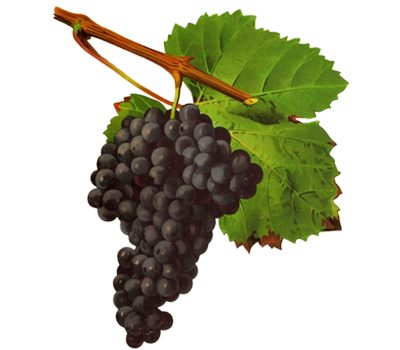 Tannat