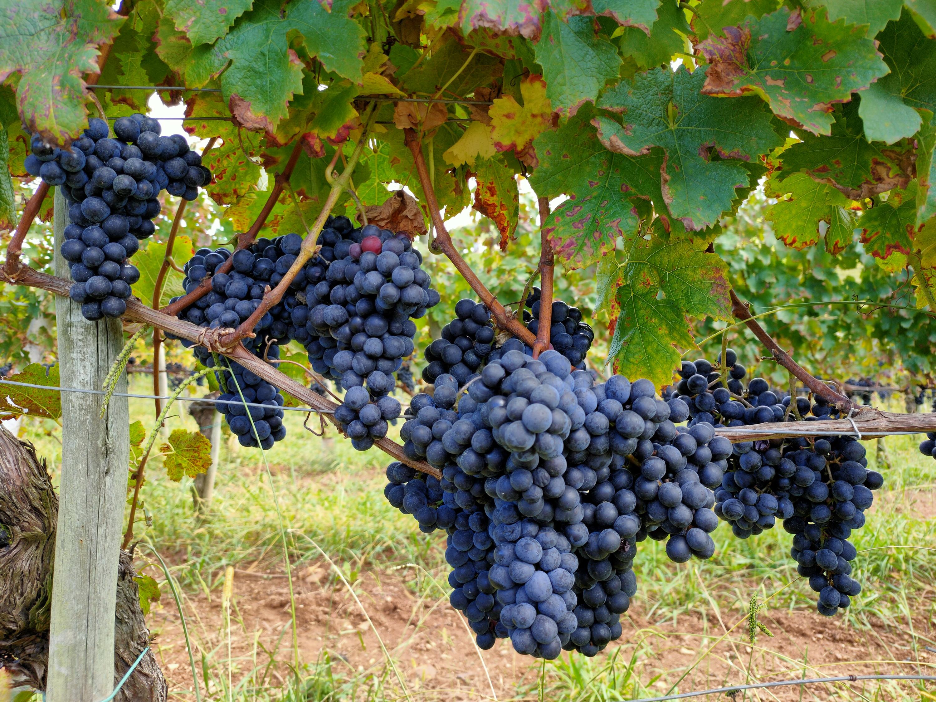 Domaine Agerria - Cépage Tannat