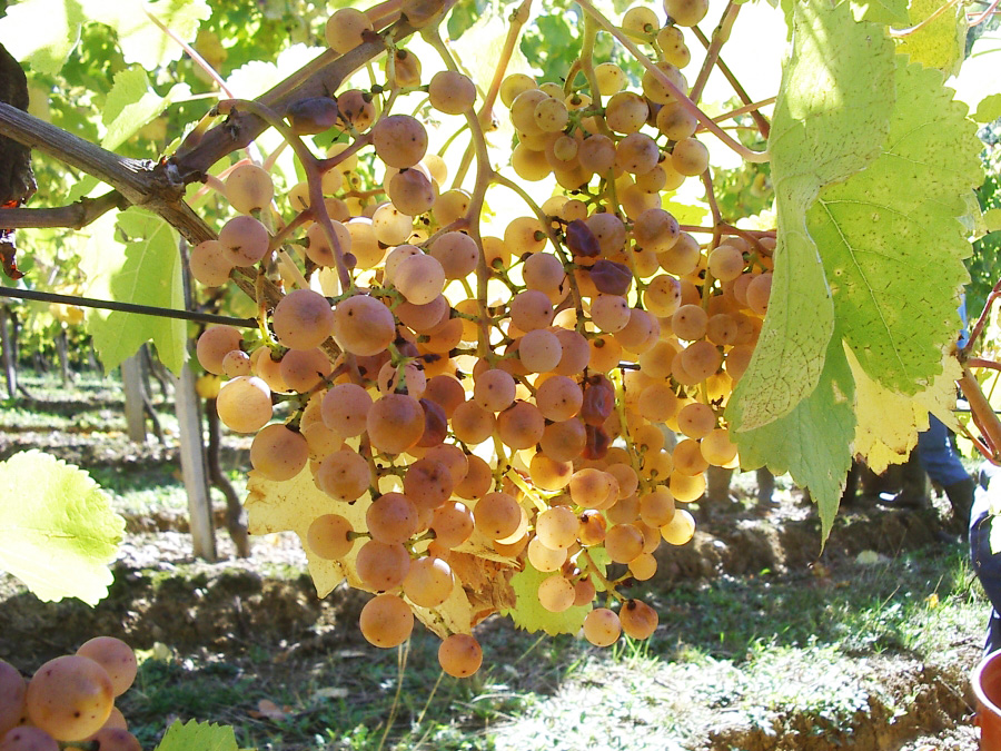 Domaine Agerria - Irouleguy AOP - Petit Manseng