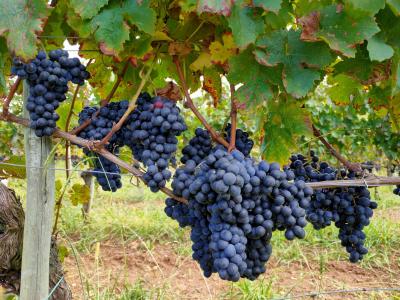 Vin Irouleguy AOP - Les Cépages