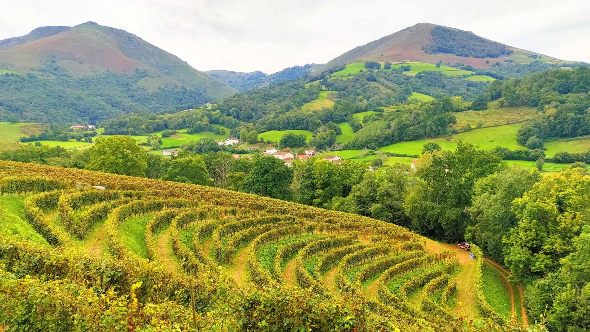 Visite des vignes