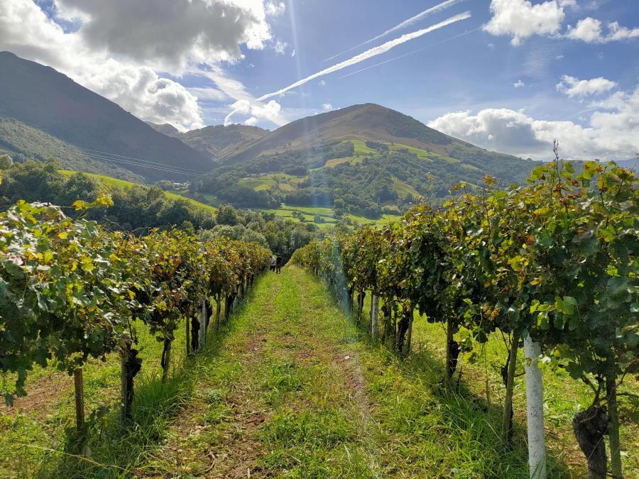 Domaine Agerria - Vin Irouleguy AOP