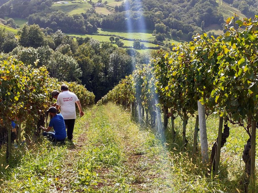 Vendanges Domaine AGERRIA