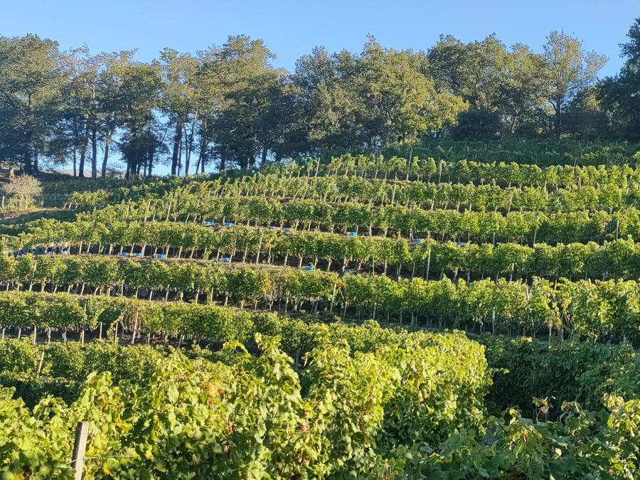 Domaine Agerria - Vin Irouleguy AOP